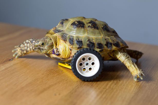 tortise 18 dec 16 1
